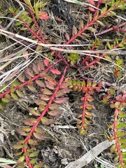Laurembergia repens