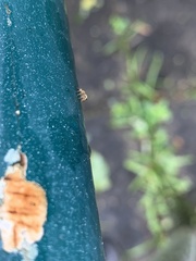 Salticinae