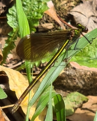 Calopteryx haemorrhoidalis
