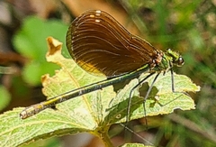 Calopteryx haemorrhoidalis