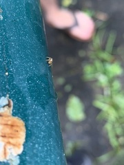 Salticinae