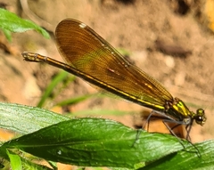 Calopteryx haemorrhoidalis