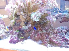 Pomacentrus auriventris