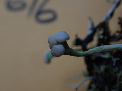 Cladonia norvegica