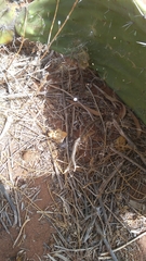 Pholcus phalangioides