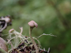 Cladonia norvegica
