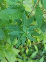 Asphondylia rosulata