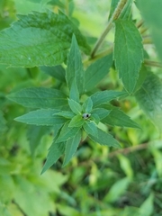 Asphondylia rosulata