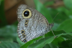 Ypthima horsfieldii humei
