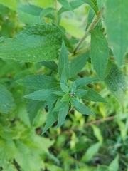 Asphondylia rosulata