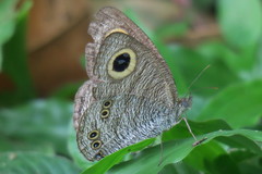Ypthima horsfieldii humei