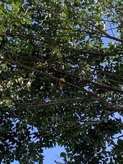 Trogon viridis