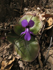Pinguicula macrophylla