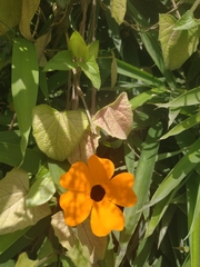 Thunbergia alata