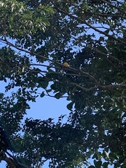 Trogon viridis