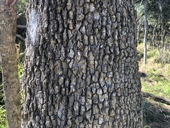 Siphonodon australis