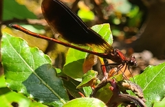 Calopteryx haemorrhoidalis