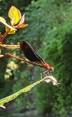 Calopteryx haemorrhoidalis