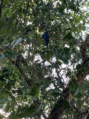 Trogon viridis