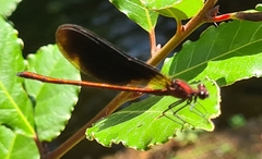 Calopteryx haemorrhoidalis