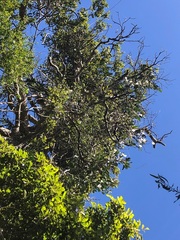 Siphonodon australis