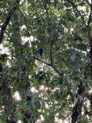 Trogon viridis
