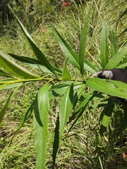Senecio multidentatus