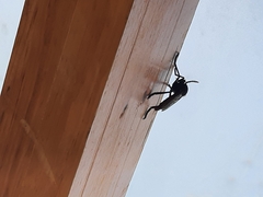 Archilestris magnificus