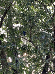 Trogon viridis