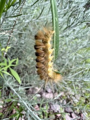 Pygarctia roseicapitis