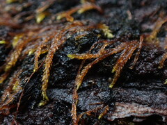 Pterigynandrum filiforme