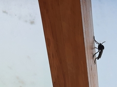 Archilestris magnificus