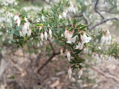 Styphelia setigera
