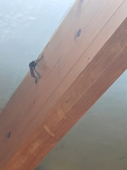 Archilestris magnificus