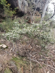 Styphelia setigera