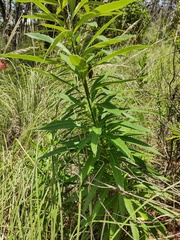 Senecio multidentatus