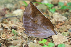 Zeuxidia amethystus