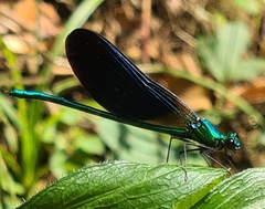 Calopteryx virgo