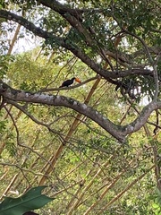 Ramphastos toco