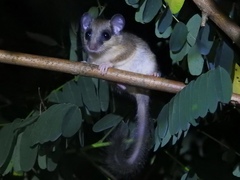 Dryomys nitedula