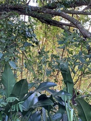 Ramphastos toco