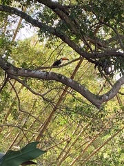 Ramphastos toco