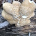 Sheep Polypore - Photo (c) pinonbistro, some rights reserved (CC BY-NC), uploaded by pinonbistro