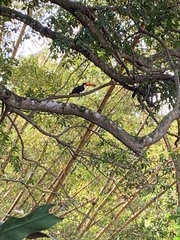 Ramphastos toco