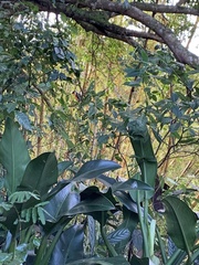 Ramphastos toco
