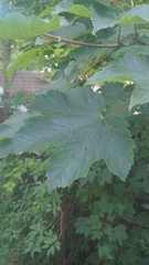 Acer pseudoplatanus