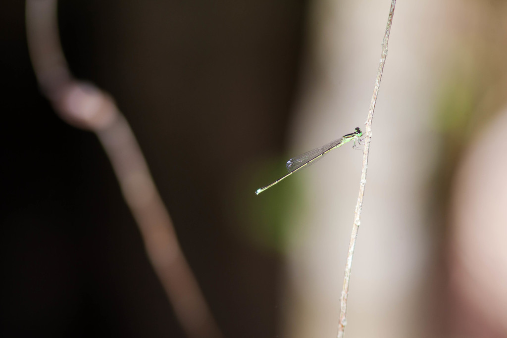 Furtive Forktail