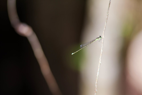 Furtive Forktail