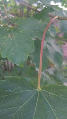 Acer pseudoplatanus