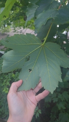 Acer pseudoplatanus